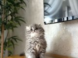 Bursanin En Seçki̇n British Longhair Yavrulari