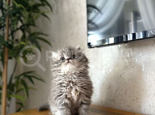 Bursanin En Seçki̇n British Longhair Yavrulari görsel
