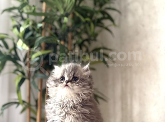 Bursanin En Seçki̇n British Longhair Yavrulari görsel