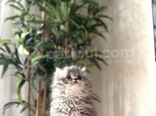 Bursanin En Seçki̇n British Longhair Yavrulari görsel