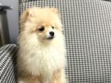 Pomerian Boo 3 Aylik