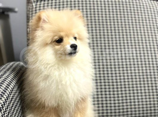 Pomerian Boo 3 Aylik görsel