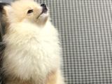 Pomerian Boo 3 Aylik