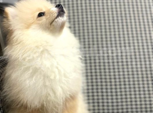 Pomerian Boo 3 Aylik görsel