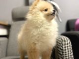Pomerian boo 3 AYLIK