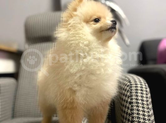 Pomerian Boo 3 Aylik