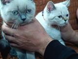 British shorthair Yavrularımız