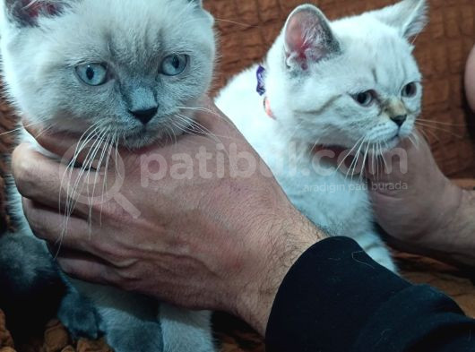 British Shorthair Yavrularımız