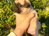 Hamburger Surat Gül Kuyruk Pug Yavrular