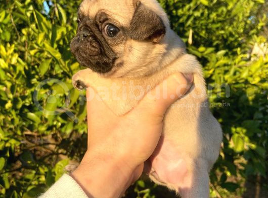 Hamburger Surat Gül Kuyruk Pug Yavrular görsel