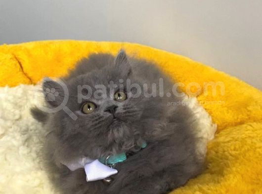 Show Kalite Blue Brıtısh Longhair