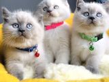 A Class Bluepoınt Brıtısh Shorthair