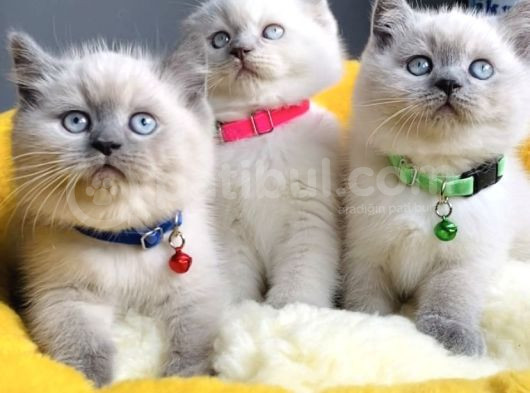 A Class Bluepoınt Brıtısh Shorthair görsel