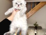 Scottish Fold Lynx Point Bebekler