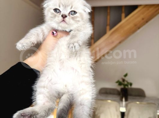 Scottish Fold Lynx Point Bebekler görsel