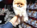 0 BOY POMERANİAN YAVRULAR