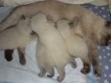 Blue Poind Bebekler Safkan 