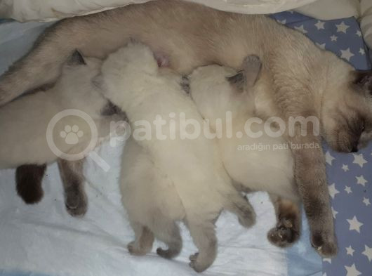 Blue Poind Bebekler Safkan  görsel