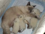 Blue poind bebekler safkan 