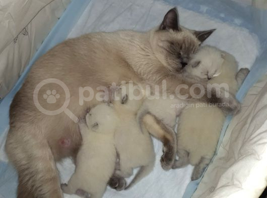 Blue Poind Bebekler Safkan 