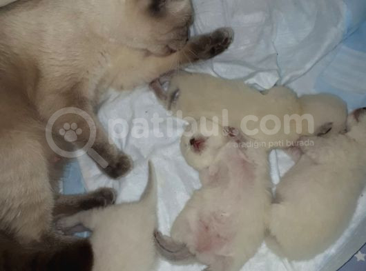 Blue Poind Bebekler Safkan  görsel