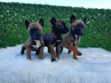 Belçika Malinois Kurdu Dişi safkan yavrumuz