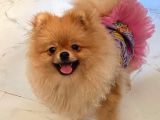 Safkan Irk Garantili Pomerianan Boo