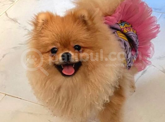Safkan Irk Garantili Pomerianan Boo görsel