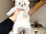 Scottish Fold Lynx Point Bebekler