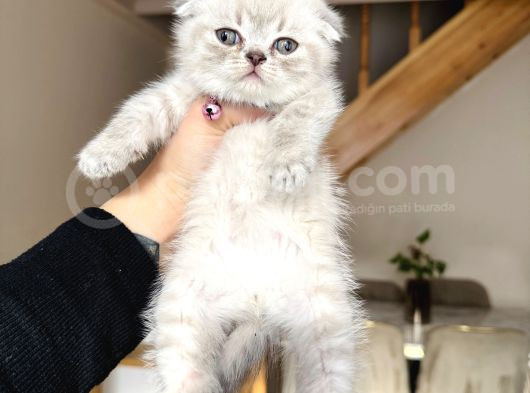 Scottish Fold Lynx Point Bebekler görsel