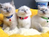 A Class Bluepoınt Brıtısh Shorthair