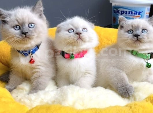 A Class Bluepoınt Brıtısh Shorthair görsel