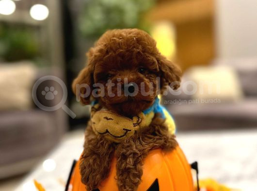 Orjinal Toy Poodle Yavrularımız görsel