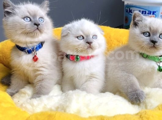 A Class Bluepoınt Brıtısh Shorthair görsel