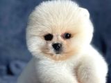 Pomeranian Yavrularımız