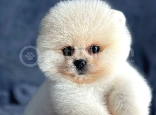 Pomeranian Yavrularımız görsel