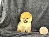 Pomeranian Yavrularımız