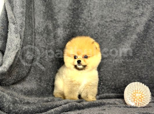 Pomeranian Yavrularımız görsel