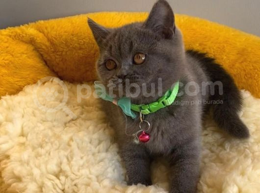 Top Kafalı Blue Brıtısh Shorthair görsel