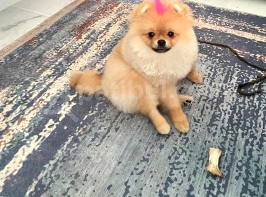 Safkan Irk Garantili Pomerianan Boo görsel