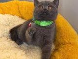 Top Kafalı Blue Brıtısh Shorthair