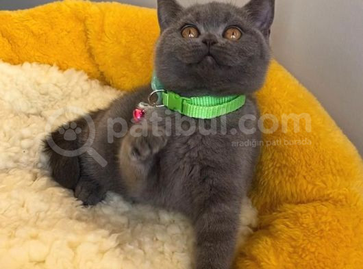 Top Kafalı Blue Brıtısh Shorthair görsel