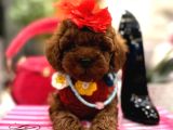 Orjinal Toy Poodle Yavrularımız