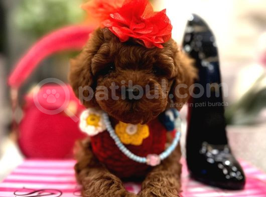 Orjinal Toy Poodle Yavrularımız görsel