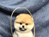 Pomeranian Yavrularımız