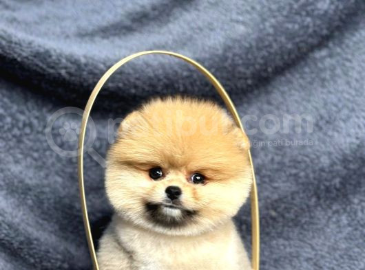 Pomeranian Yavrularımız