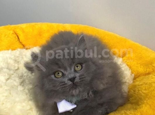 Show Kalite Blue Brıtısh Longhair görsel