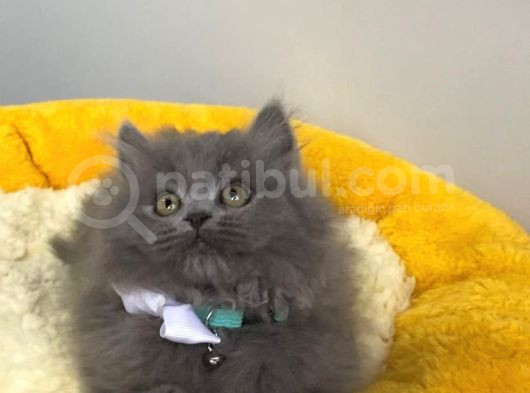 Show Kalite Blue Brıtısh Longhair görsel