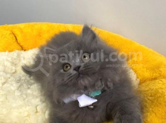 Show Kalite Blue Brıtısh Longhair görsel