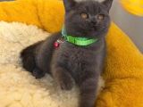 Top Kafalı Blue Brıtısh Shorthair